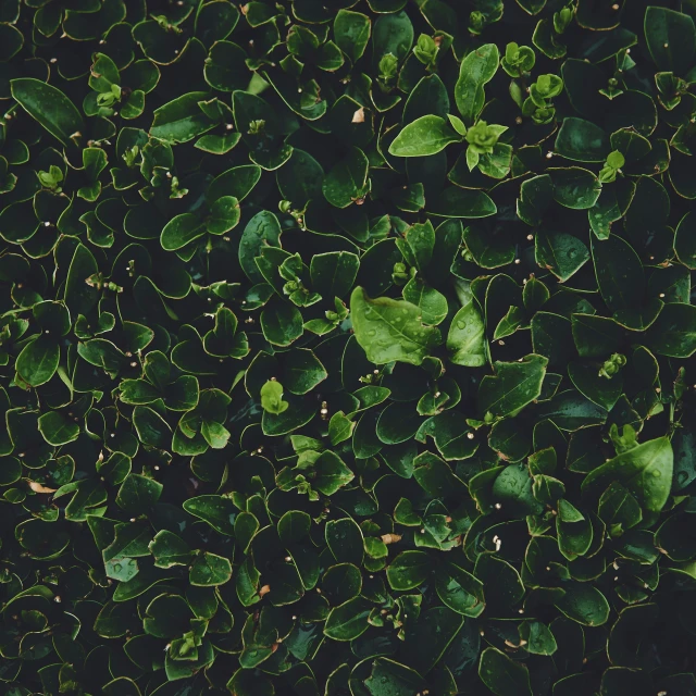 green leaves and leaves with lots of green in them