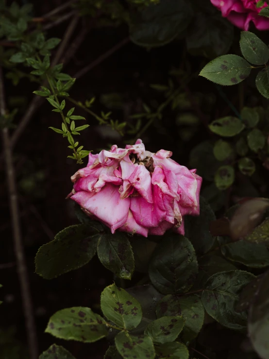 a flower that is sitting in a bush