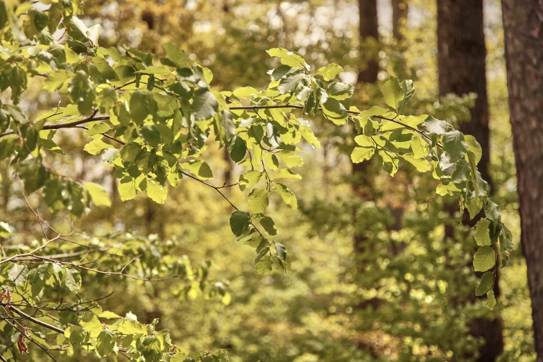 a couple of trees with green leaves