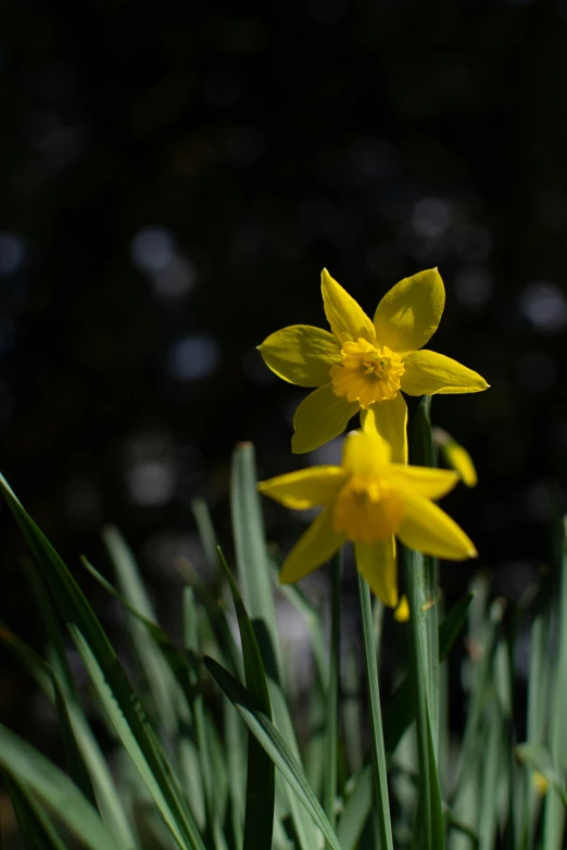 yellow daffodils are blooming together in the sun