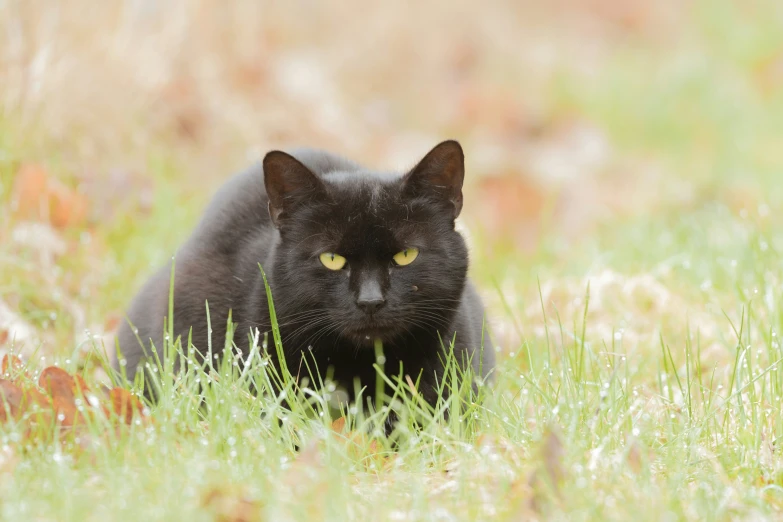 black cat with green eyes lying in grassy area