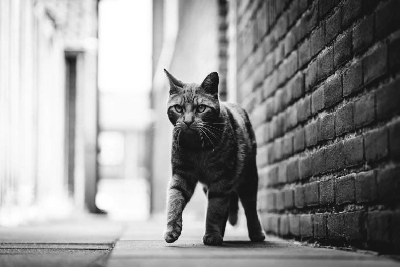 a black and white po of a cat walking down a street