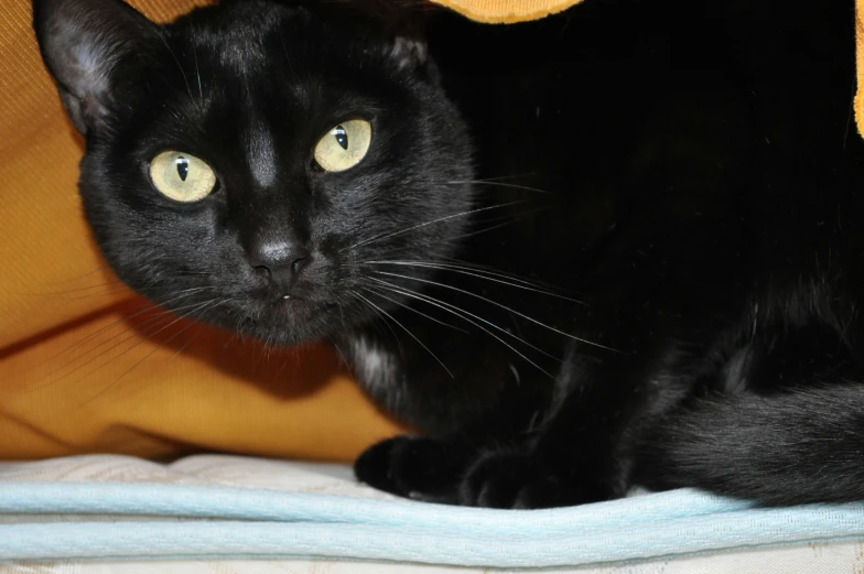 a black cat with yellow eyes looking at the camera