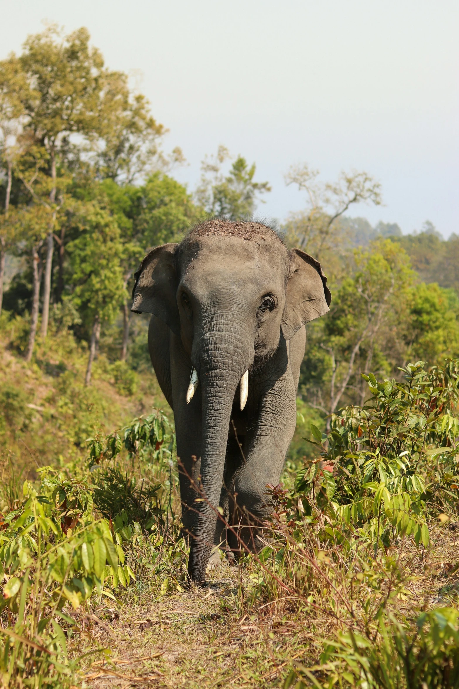 an elephant stands on a grassy path