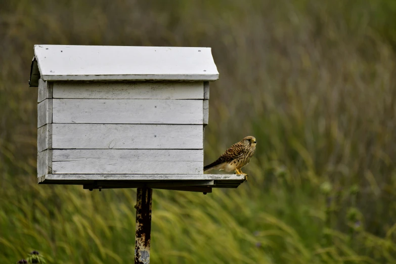 a bird sitting on top of a white and brown wooden box