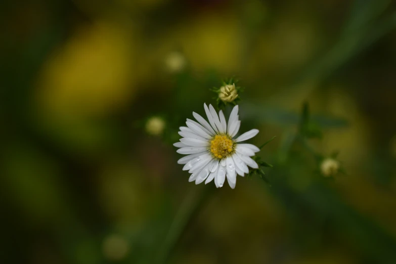 a close up s of a flower with white petals