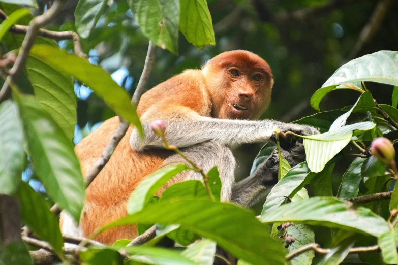 the small monkey has a tiny hand on the tree