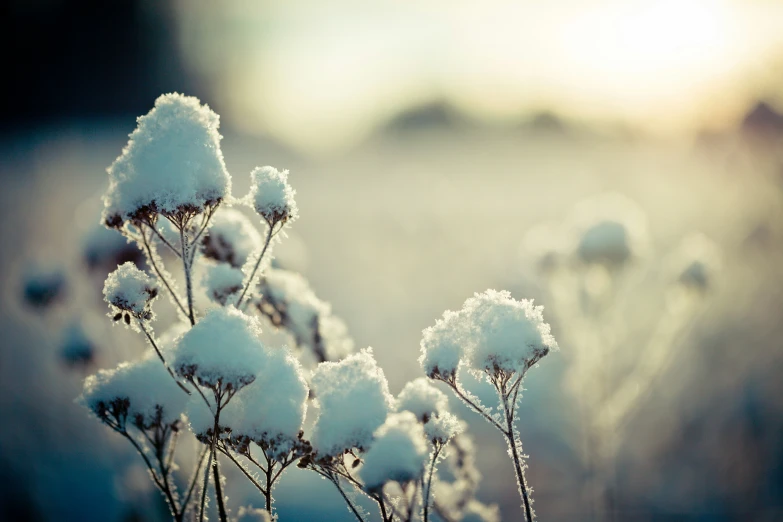 a close - up po of snow covered flowers in winter