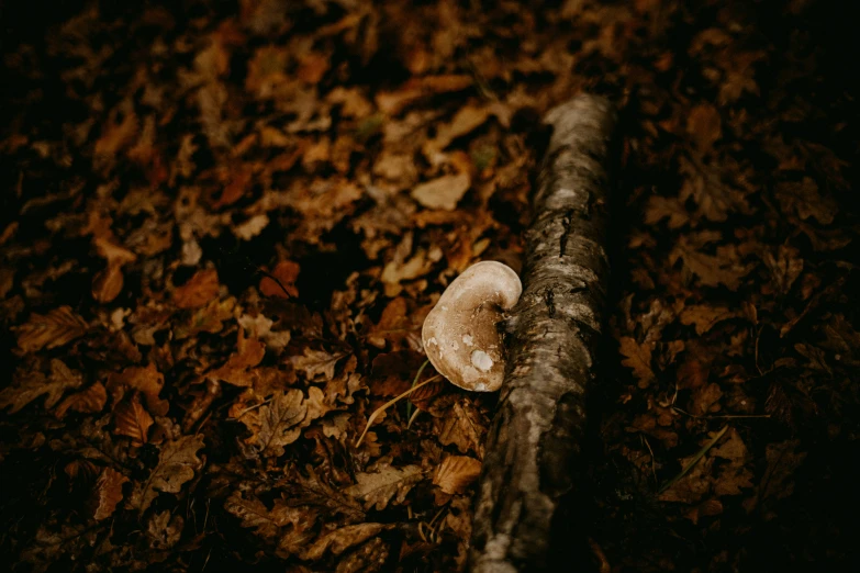 the small piece of wood with one mushroom on it