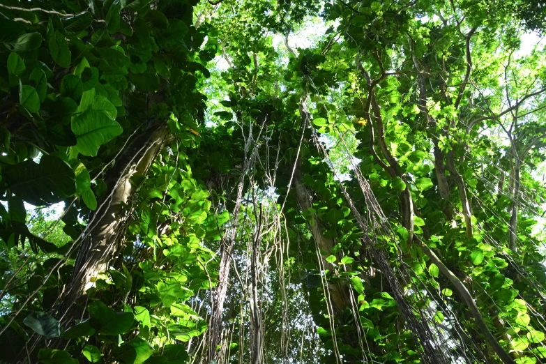 looking up at the canopy and foliage in a forest