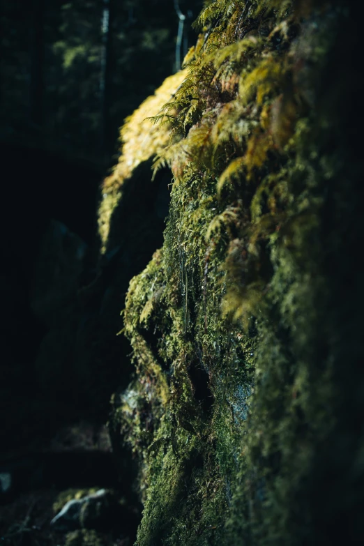 a bush covered with green moss and trees