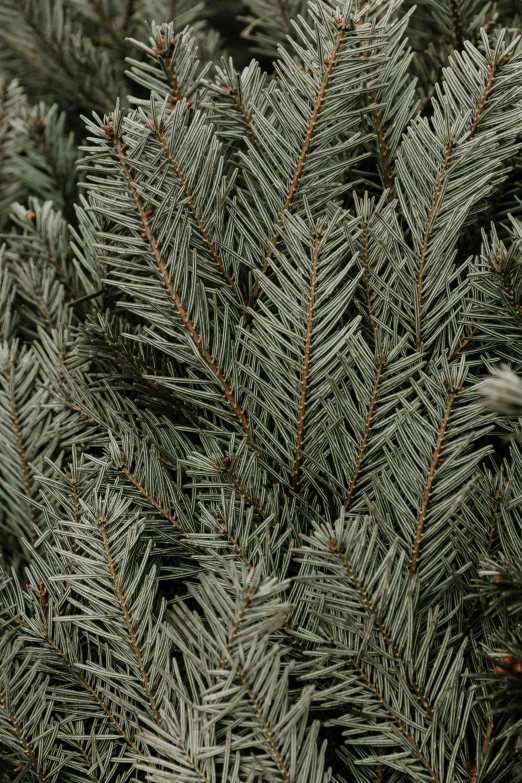 closeup of the needles of a green pine tree