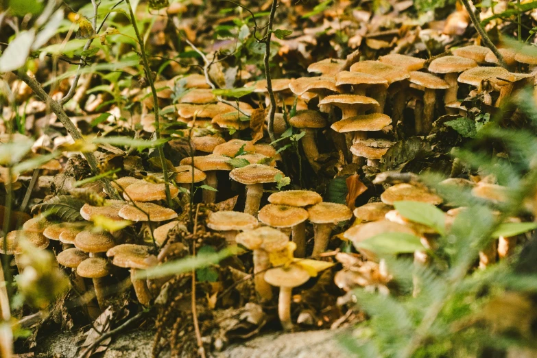 a bunch of mushrooms growing out of the ground