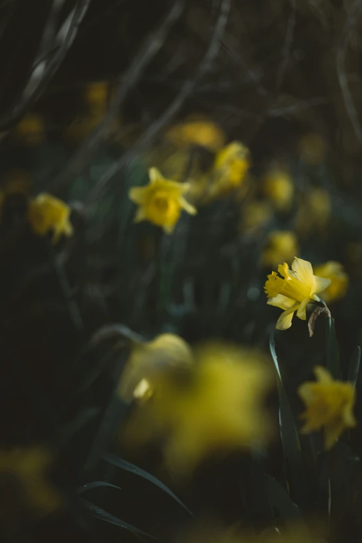 some very pretty yellow flowers by some trees