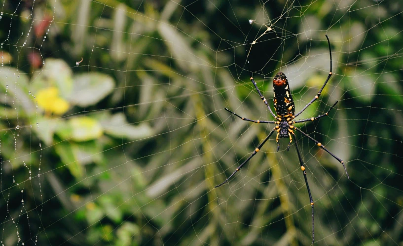 a long - legged spider in it's web in front of some grass