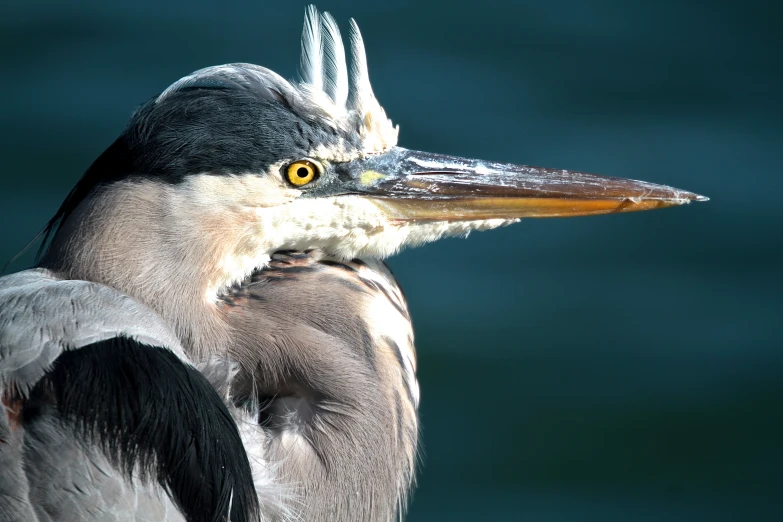 close up of the head and neck of a great blue heron