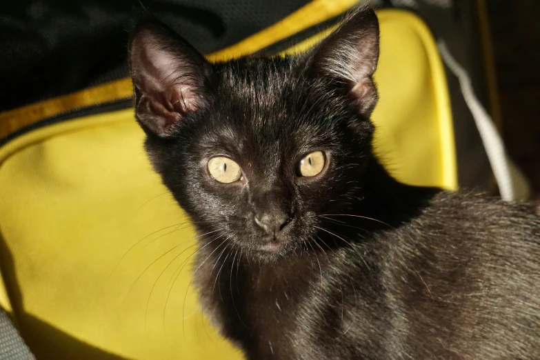black cat sitting inside of a yellow purse