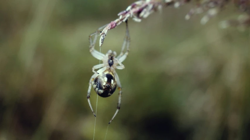 a close up of the spider in the center of the web on its web - sling