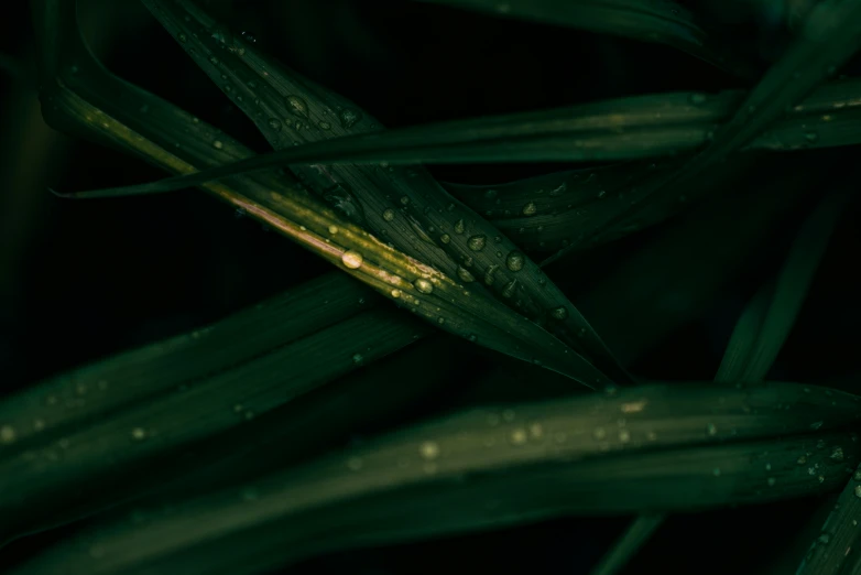 a close up view of a green grass