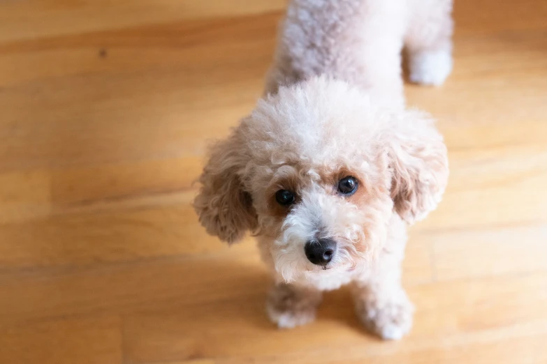 the dog is looking at the camera on the floor