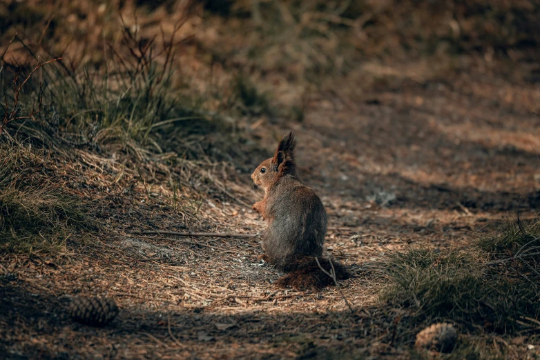 an image of a small squirrel sitting on the ground