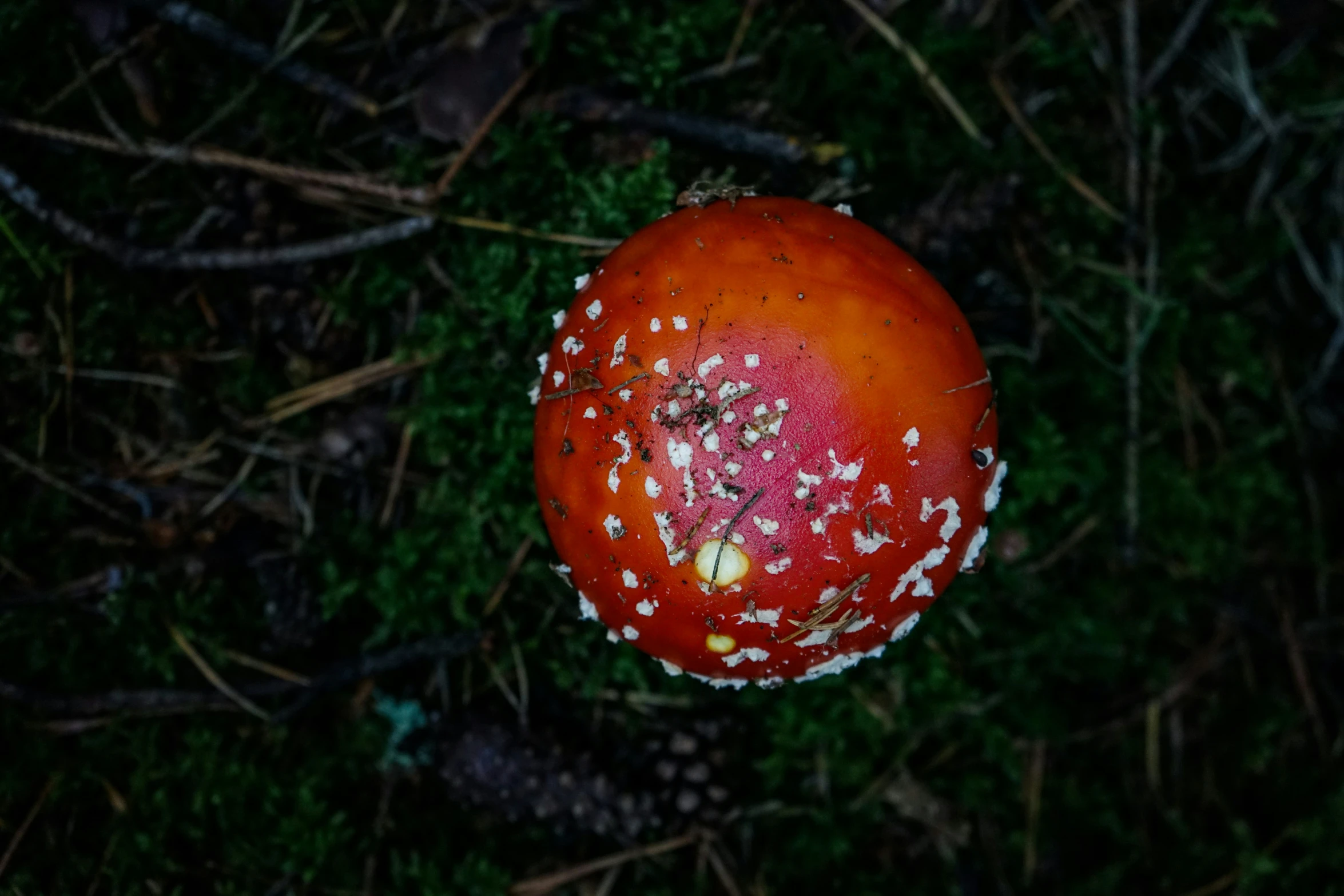 an orange mushroom with lots of white dots on it