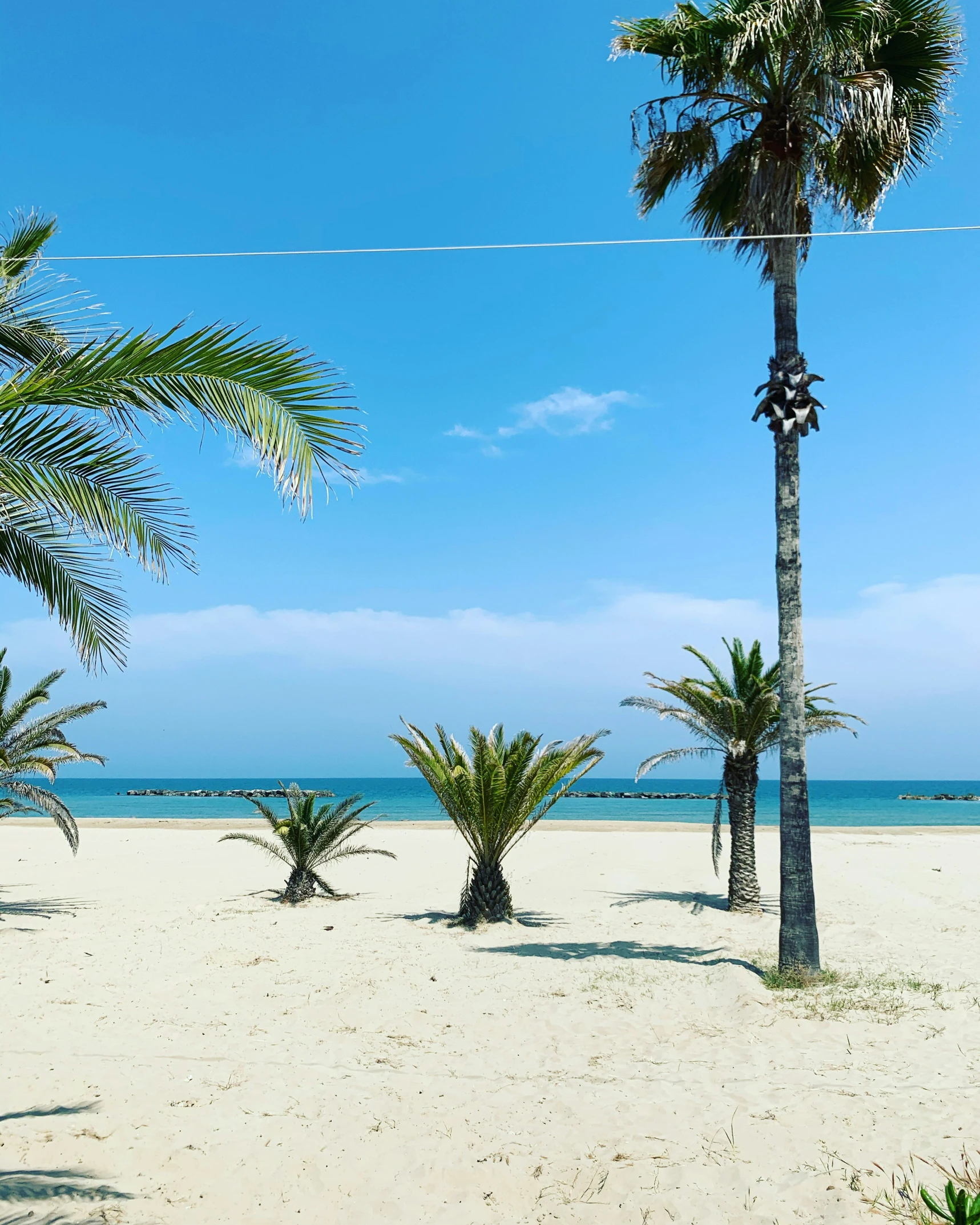 a beach area with a single palm tree and a blue sky