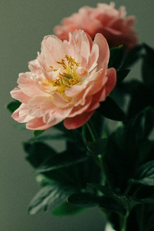 the pink flowers are growing in a glass vase