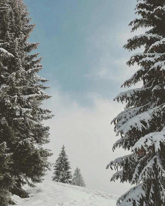 a snowboarder is going down the slopes by some trees