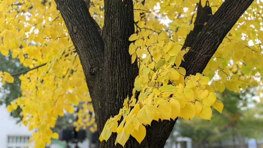 a tree is covered with yellow leaves