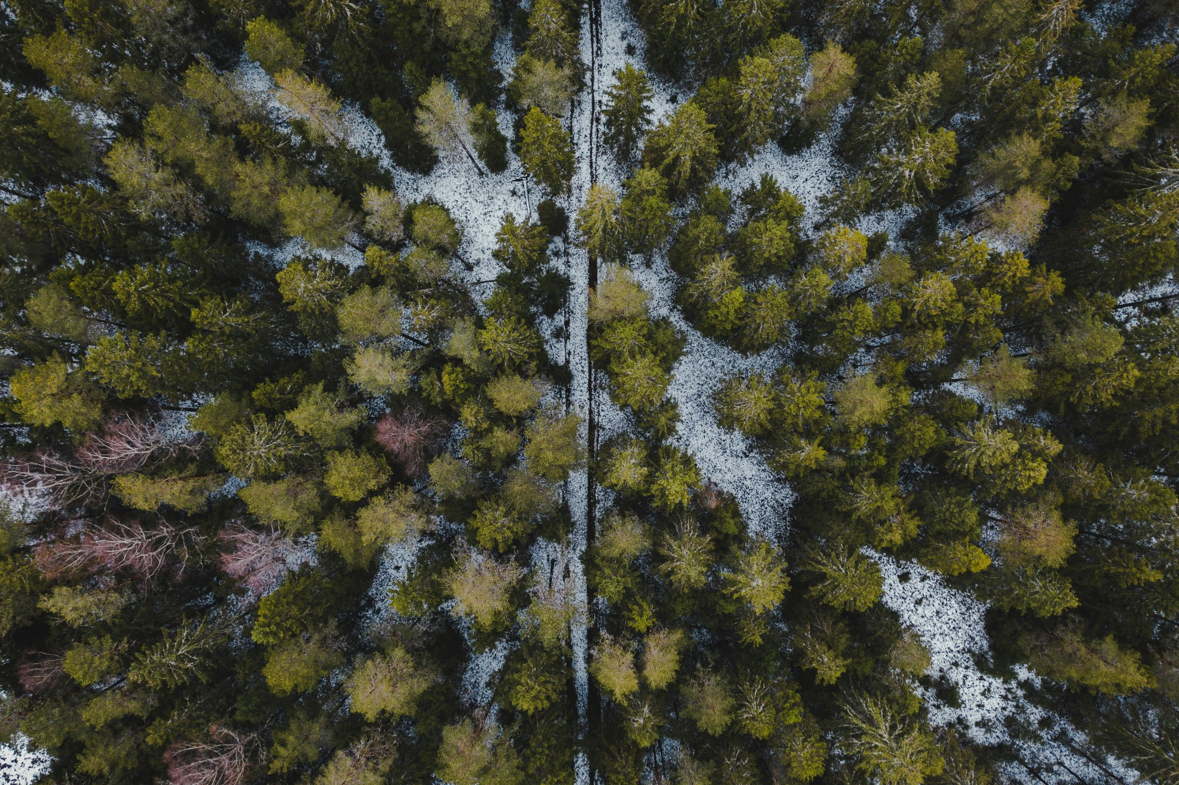 some trees that are near one another in the woods