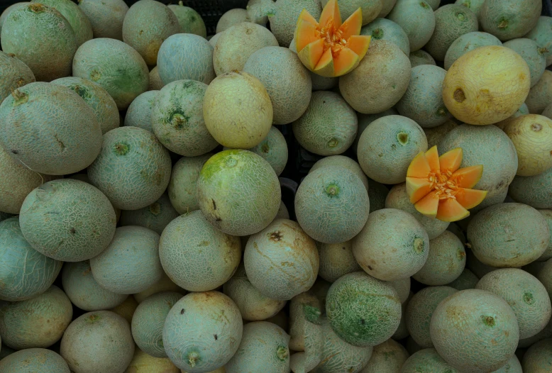 closeup of several different kinds of fruit