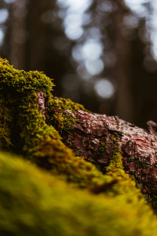 a tree stump with green moss growing on it