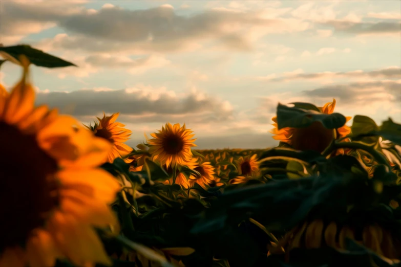 sunflowers are seen in a field on a cloudy day