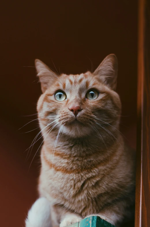 there is a large cat sitting on a wall