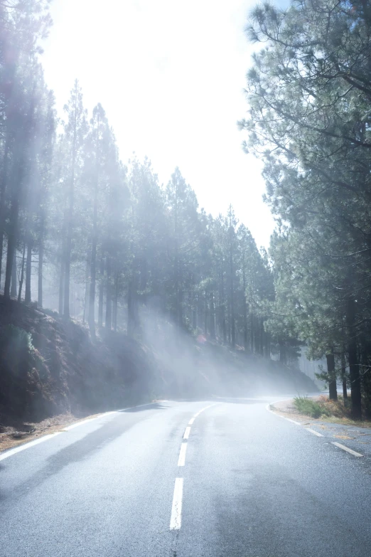 a foggy road with trees on both sides of the street