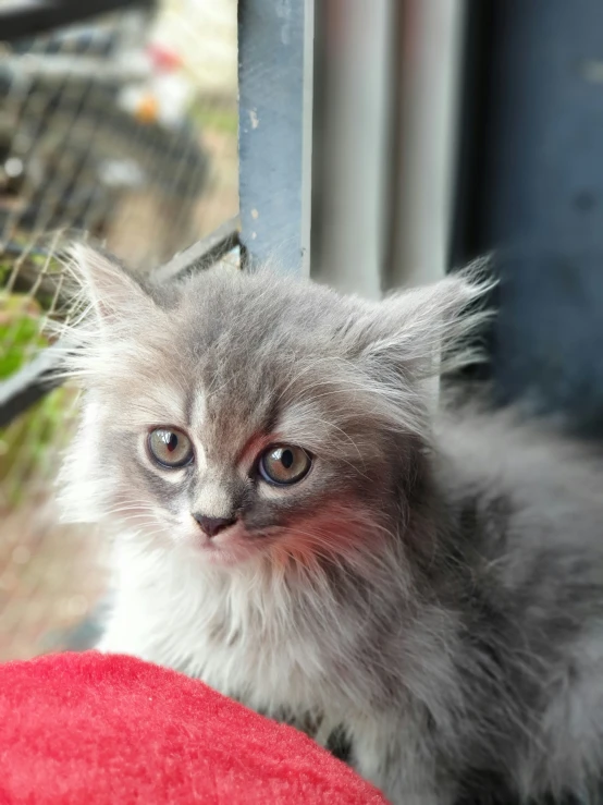 a gray and white kitten with light blue eyes looking up
