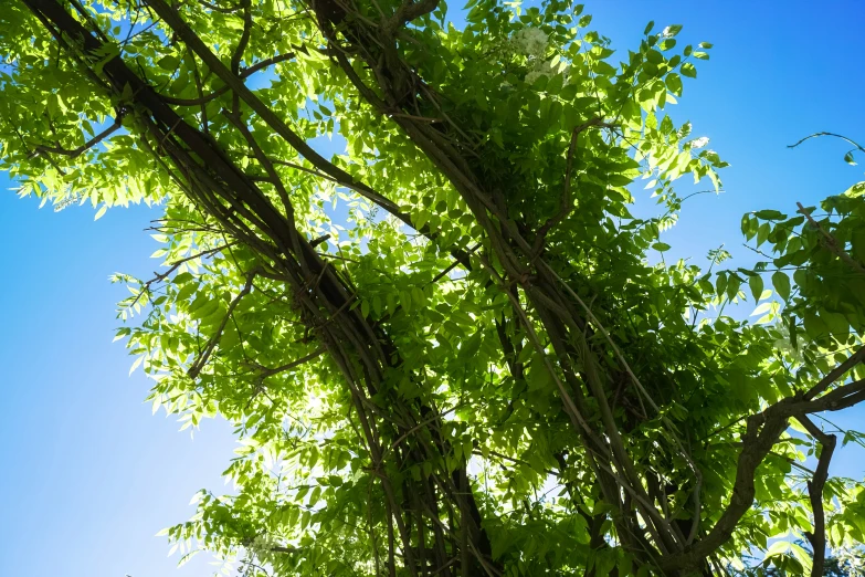 a po taken through the leaves of a tree