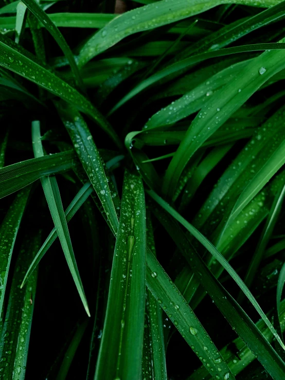 the back end of green plant leaves covered with water droplets