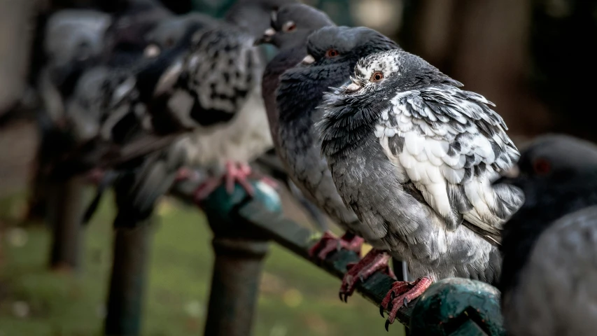 the large black birds have red accents on their legs