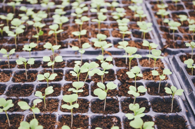 several plants in plastic trays on the ground