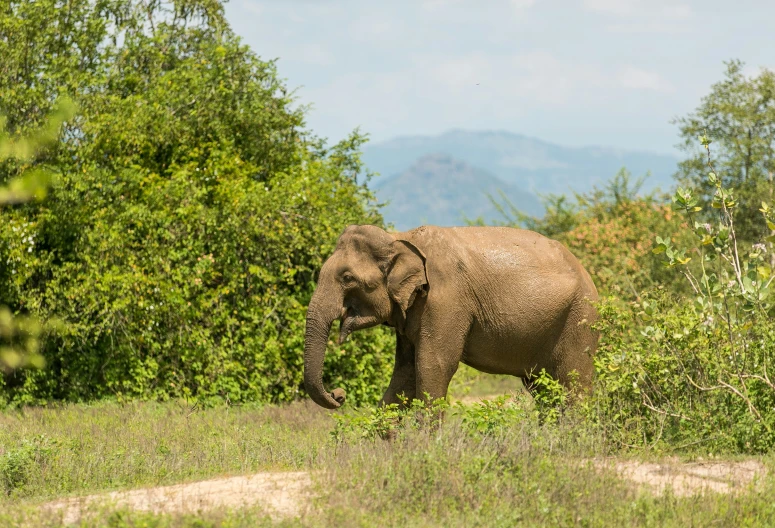 an elephant standing on top of a grass covered hillside