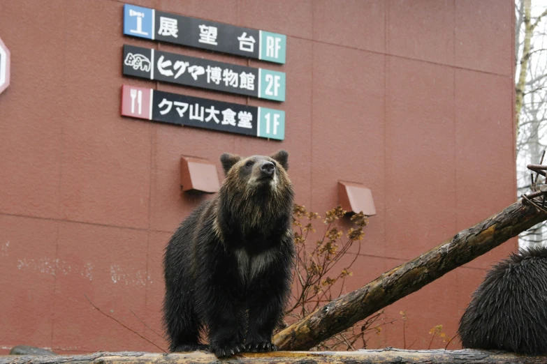 a bear on a tree nch near a building