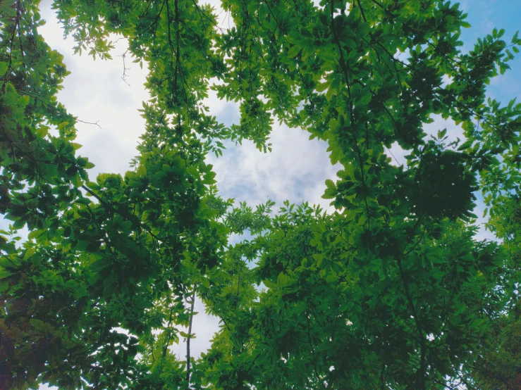 the top view of trees and some blue sky