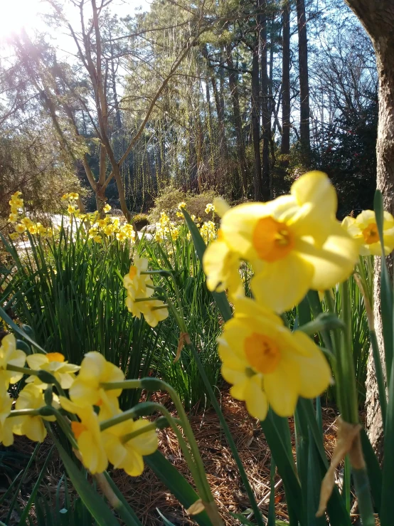 a group of yellow flowers near trees and grass