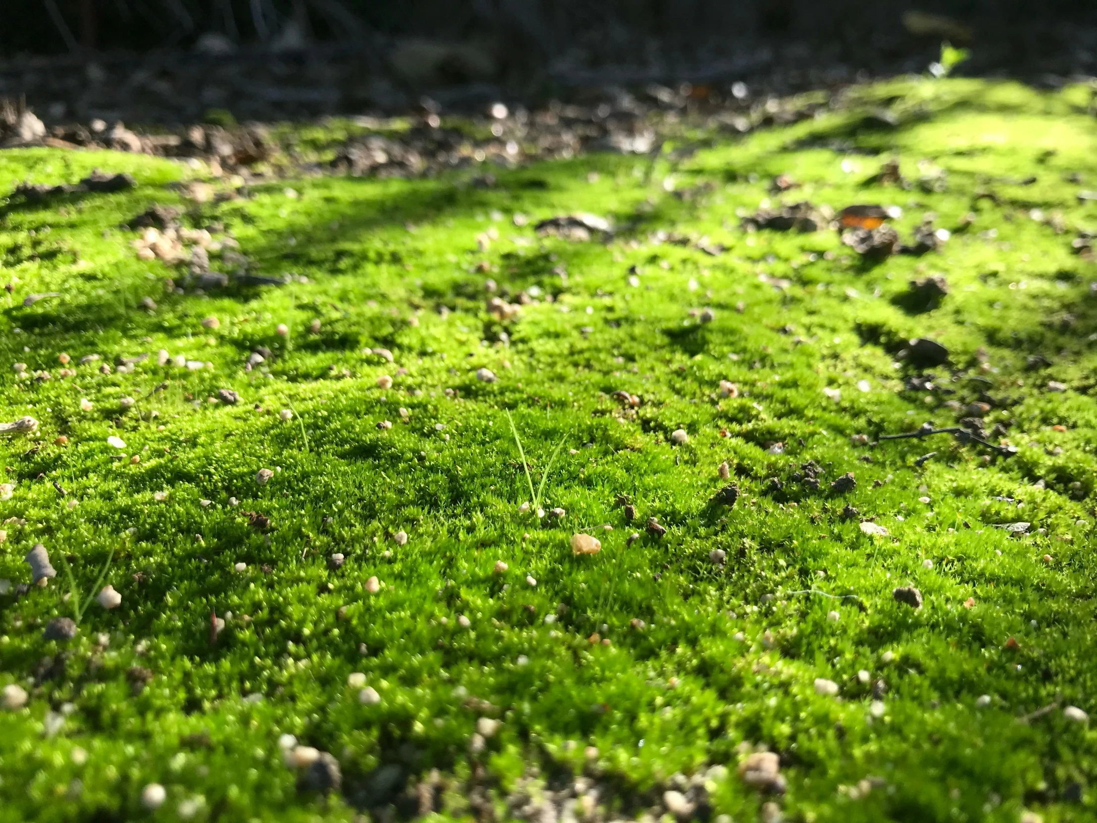 a green patch of mossy grass with many tiny little mushrooms on it