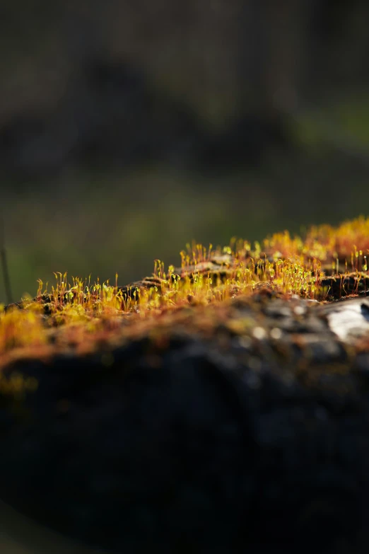 some orange grass on top of a piece of wood