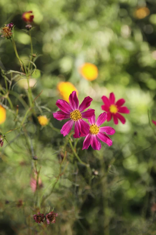 two colorful flowers with a lot of green trees behind them