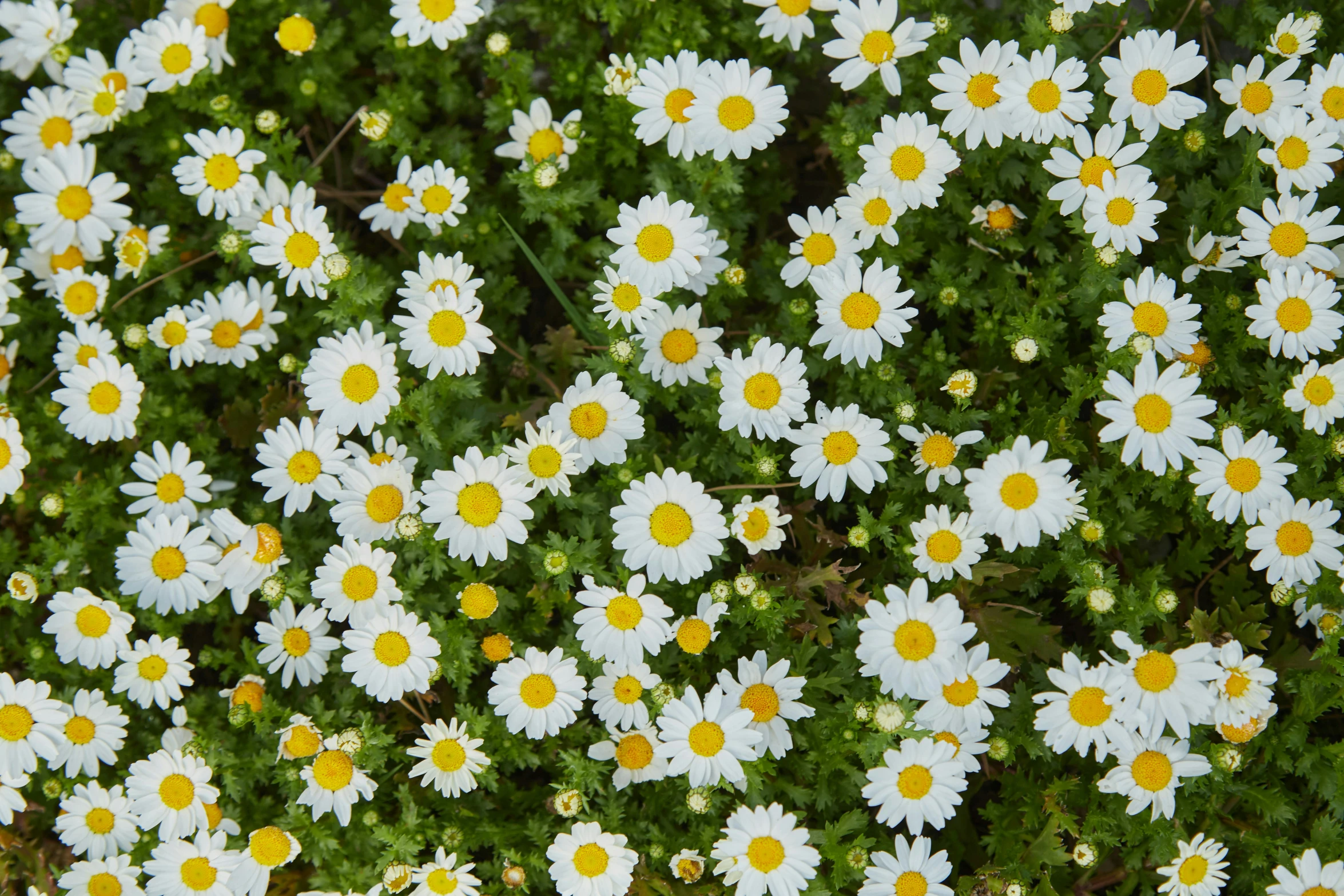 a flower field full of daisies growing in the grass