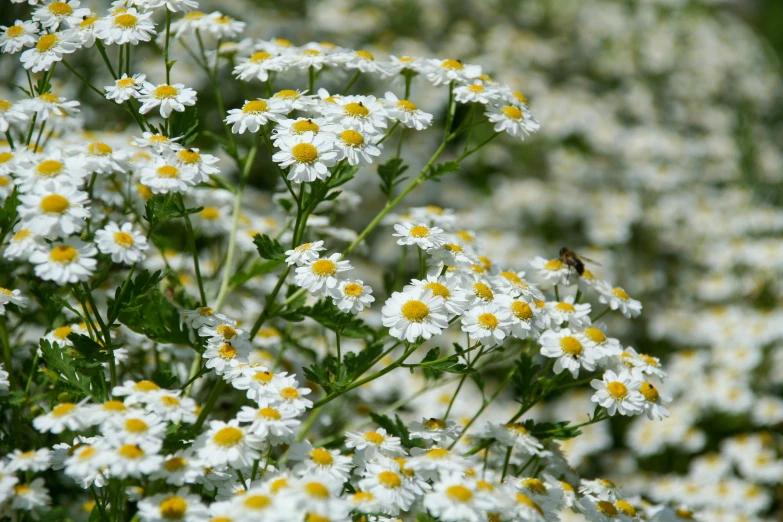 the large group of daisies has yellow centers